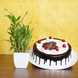 bamboo plant delivery with cake
