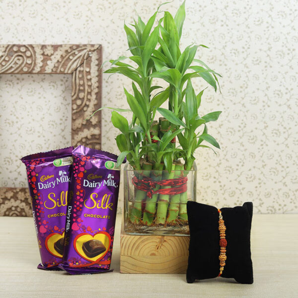 bamboo plant with rakhi and chocolates